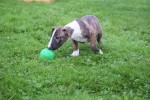Bull Terrier (teef) 66644