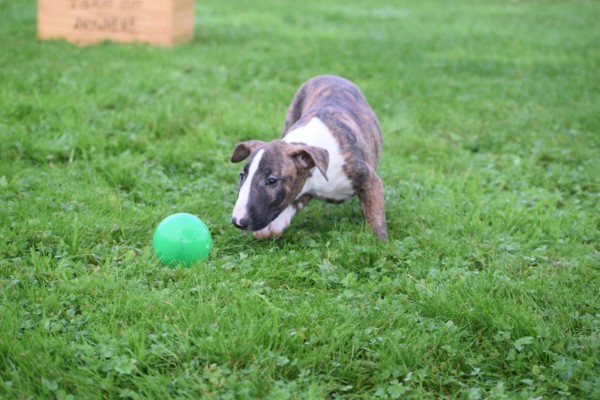 Bull Terrier (teef) 66644