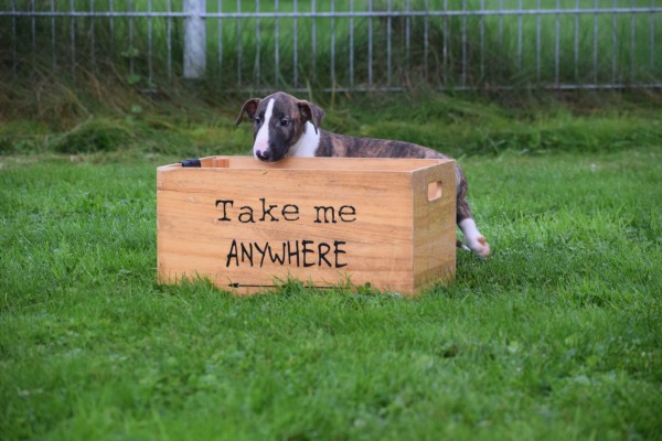 Bull Terrier (teef) 66644