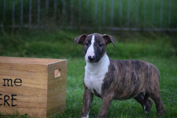 Bull Terrier (teef) 66644