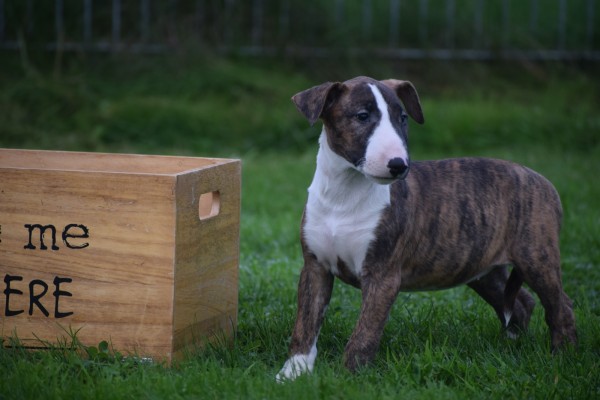 Bull Terrier (teef) 66644