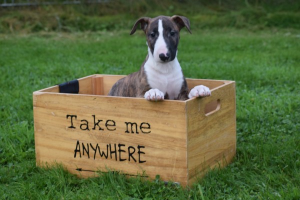 Bull Terrier (teef) 66644
