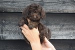 Caniche (teef) 31562