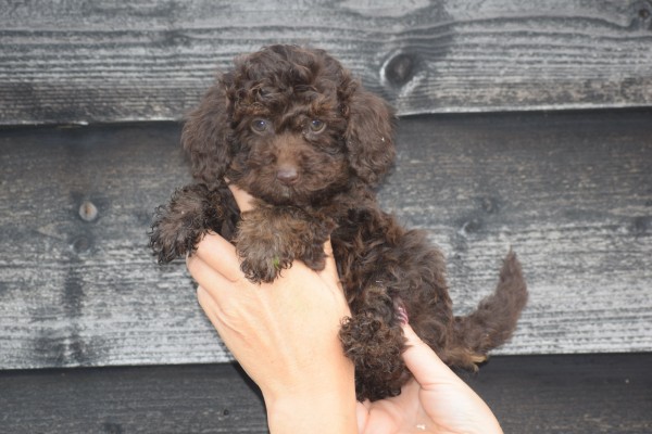 Caniche (teef) 31562