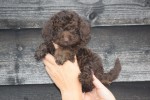 Caniche (teef) 31562
