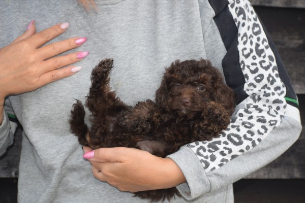 Caniche (teef) 31562