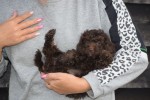Caniche (teef) 31562