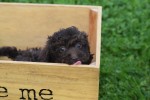 Caniche (teef) 31562