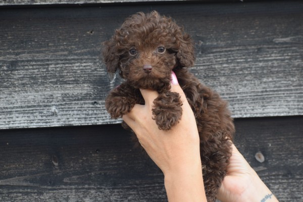 Caniche (reu) 31549