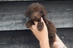 Caniche (reu) 31549