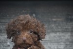 Caniche (reu) 31549