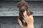 Caniche (reu) 31549