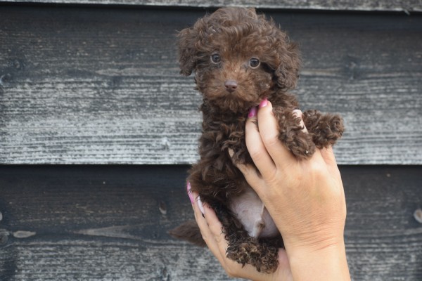 Caniche (reu) 31549