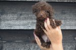 Caniche (reu) 31549