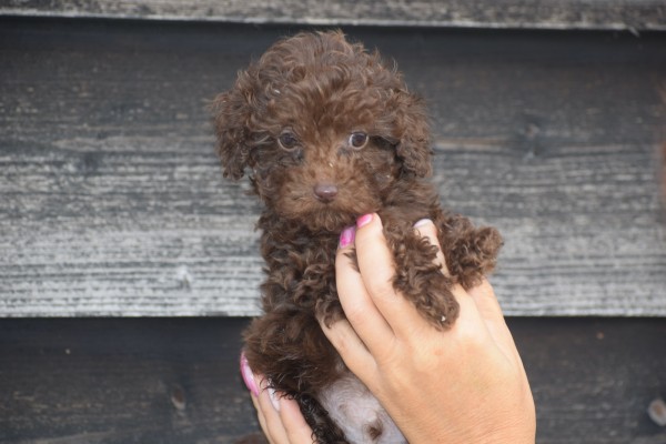 Caniche (reu) 31549