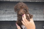 Caniche (reu) 31549