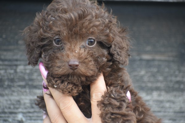 Caniche (reu) 31549