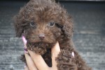 Caniche (reu) 31549