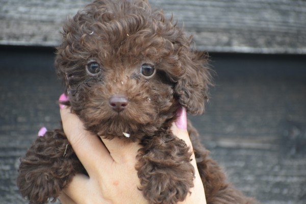 Caniche (reu) 31549