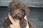 Caniche (reu) 31549