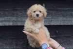 Caniche (teef) 31558