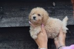 Caniche (teef) 31558