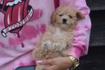 Caniche (teef) 31558