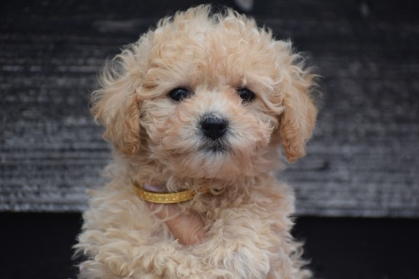 Caniche (teef) 31558