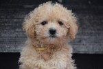 Caniche (teef) 31558