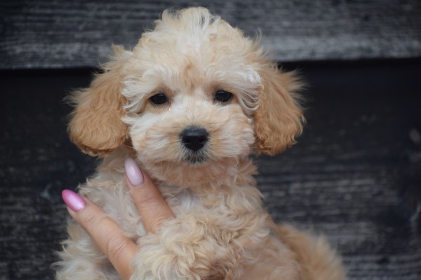 Caniche (reu) 31626
