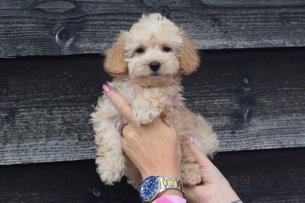 Caniche (reu) 31626