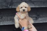 Caniche (reu) 31626