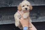 Caniche (reu) 31626