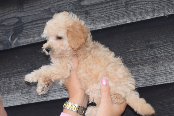 Caniche (reu) 31626
