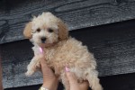 Caniche (reu) 31626