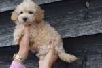 Caniche (reu) 31626