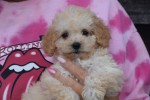 Caniche (teef) 31571