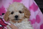 Caniche (teef) 31571