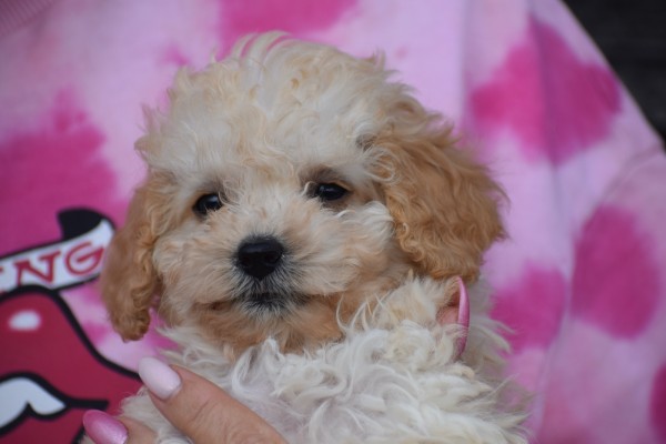 Caniche (teef) 31571