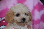 Caniche (teef) 31571