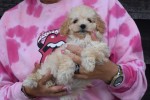 Caniche (teef) 31571