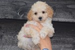Caniche (teef) 31571