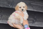 Caniche (teef) 31571