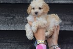 Caniche (teef) 31571