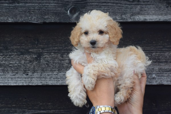 Caniche (teef) 31571