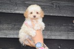 Caniche (teef) 31541
