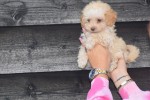 Caniche (teef) 31541