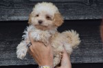 Caniche (teef) 31541