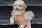 Caniche (teef) 31541