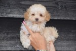 Caniche (teef) 31541